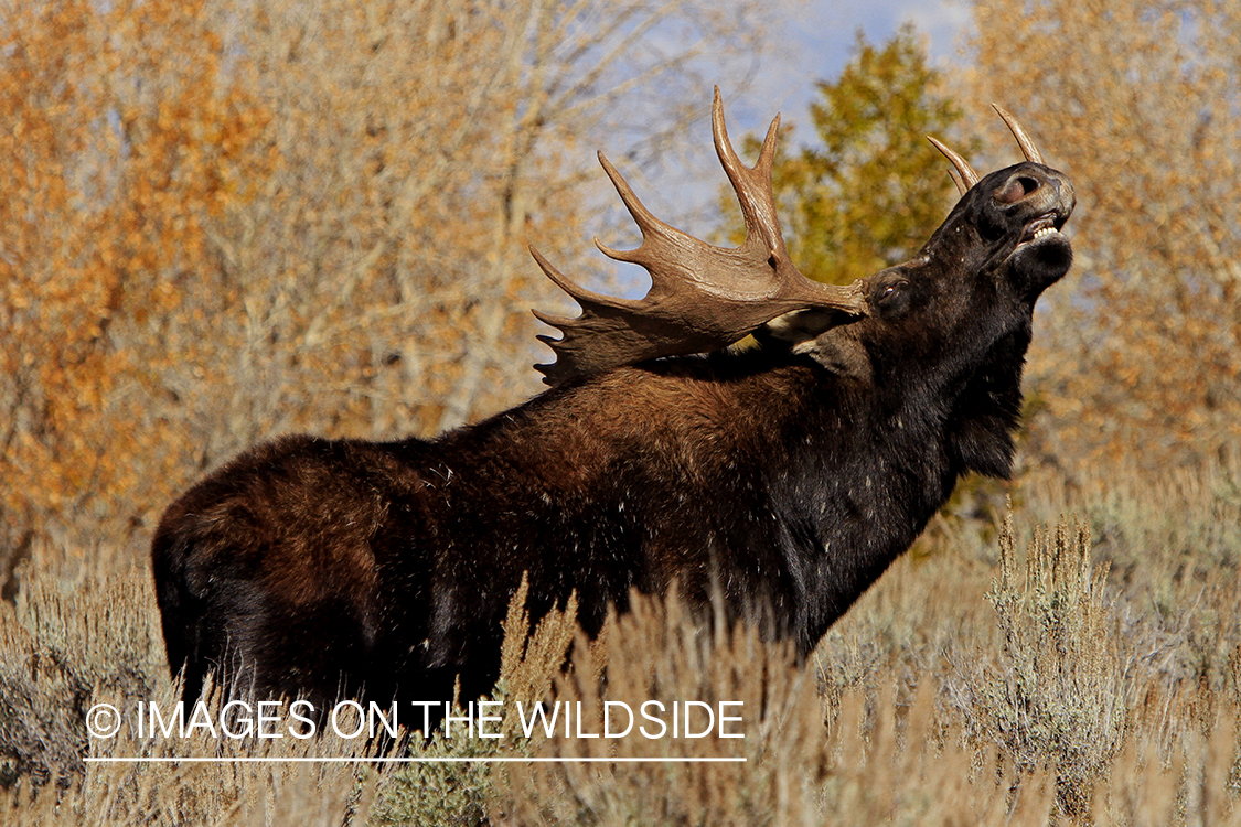 Shiras bull moose in habitat.