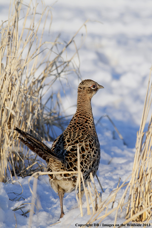 Ring-necked pheasant in habitat