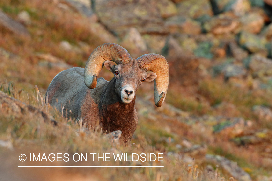 Rocky Mountain Bighorn Sheep in habitat.