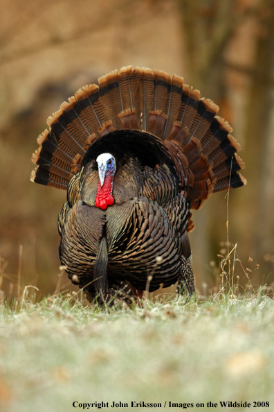 Eastern Wild Turkey