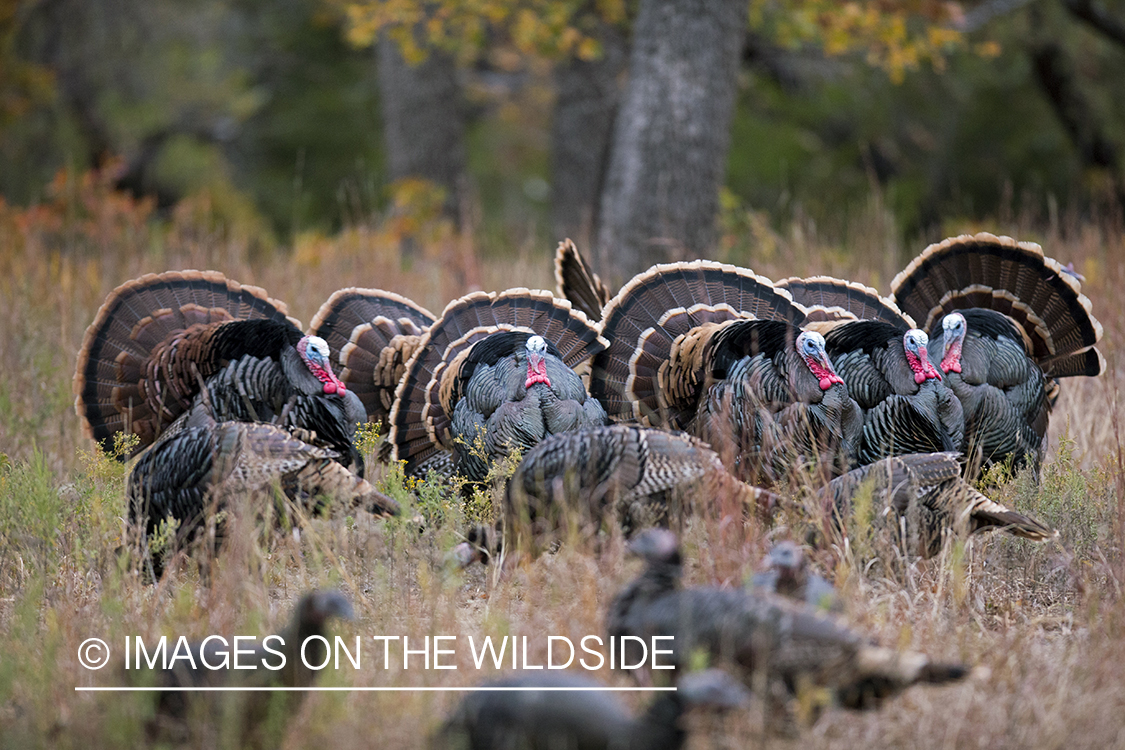 Eastern Wild Turkeys in habitat. 