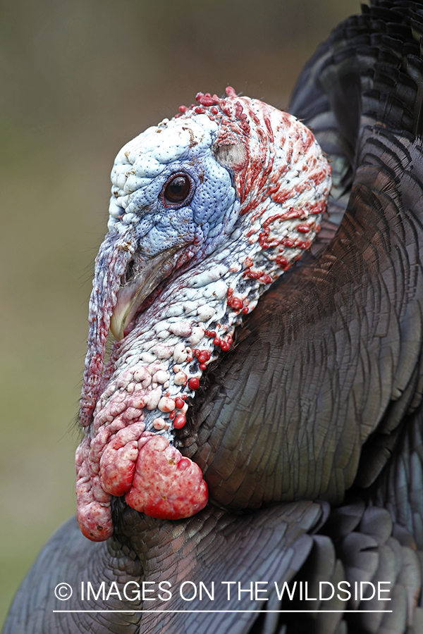 Rio grande turkey gobbler in spring habitat.