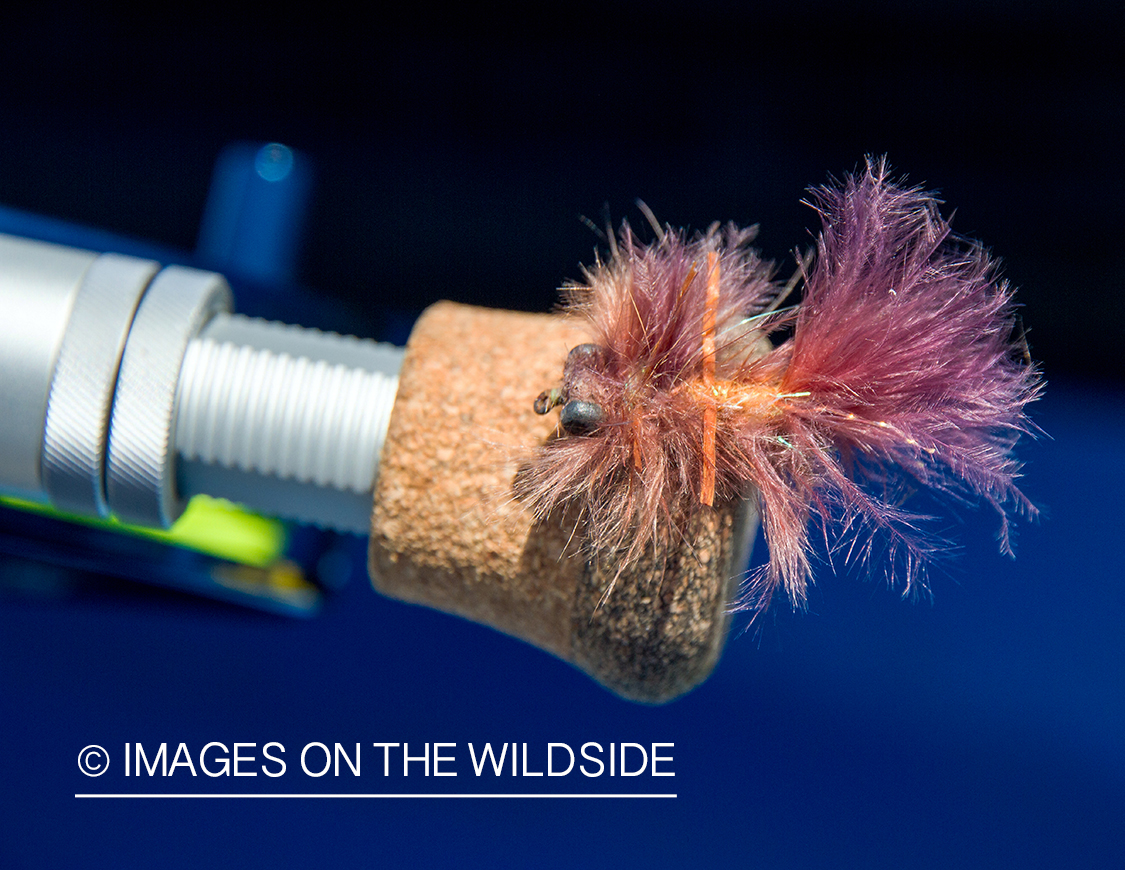 Fly on fishing rod.