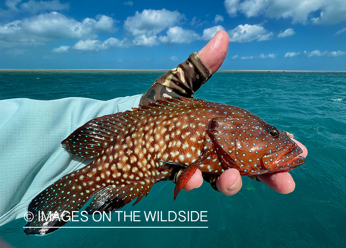 Flyfisherman with unknown species saltwater fish.