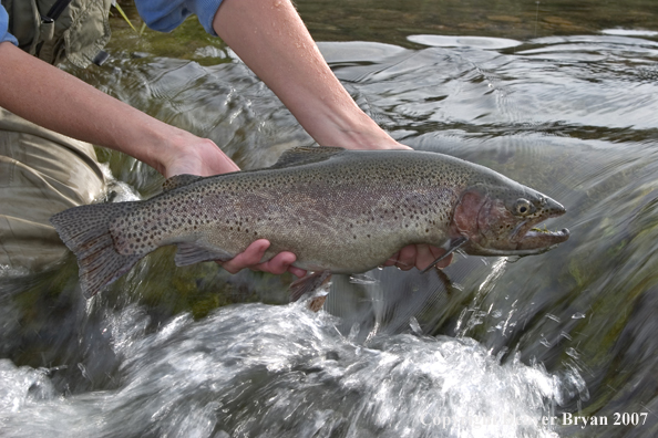 Flyfisherman with rainbow trout.  Close-up of trout.