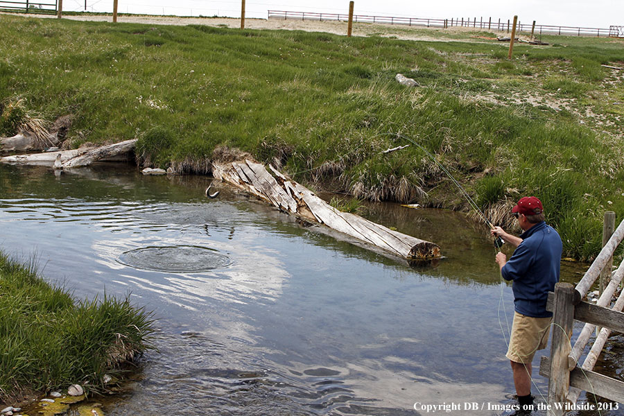 Flyfisher fighting jumping rainbow trout in spring creek.