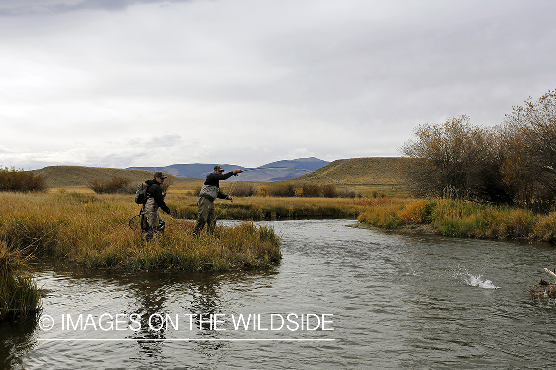 Flyfishermen fighting jumping trout on line.