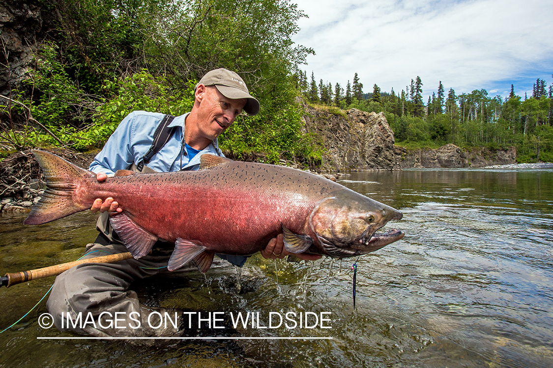 Flyfisherman with king salmon on Nakina River, British Columbia.