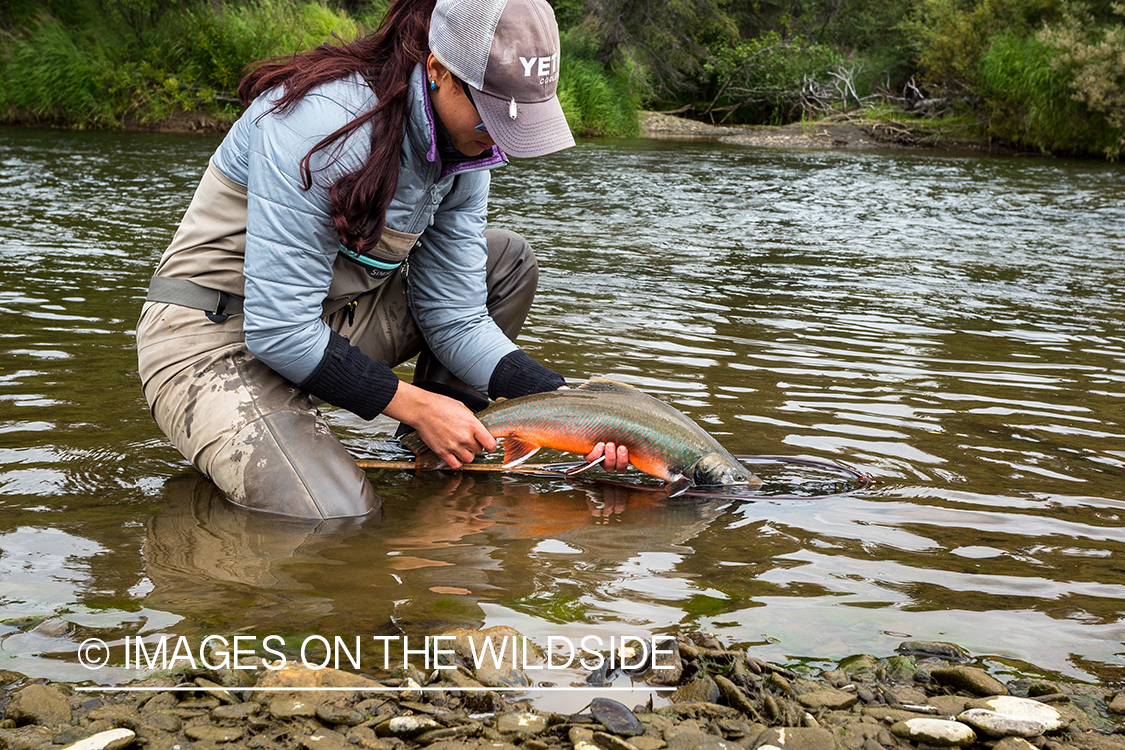 Flyfisher Camille Egdorf with Dolly Varden. Nushagak river, Alaska. 