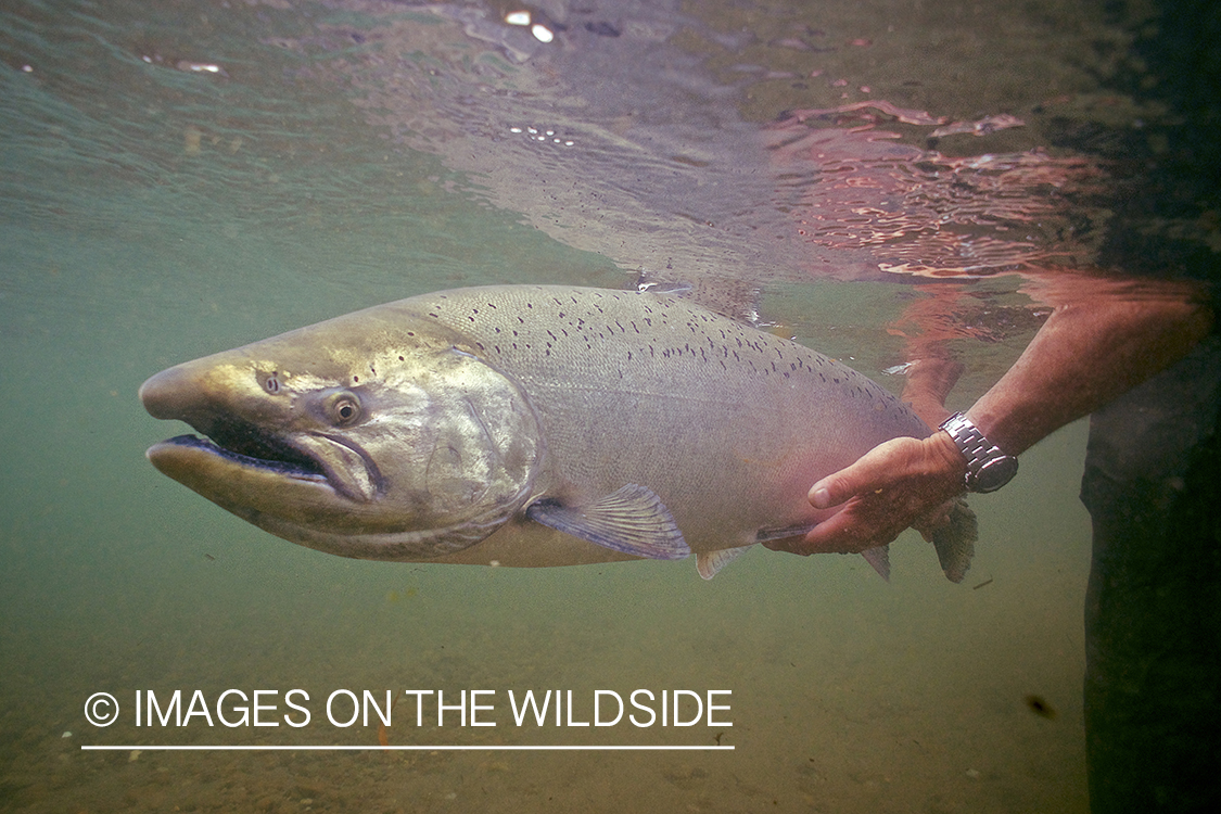 Flyfisherman releasing King Salmon.