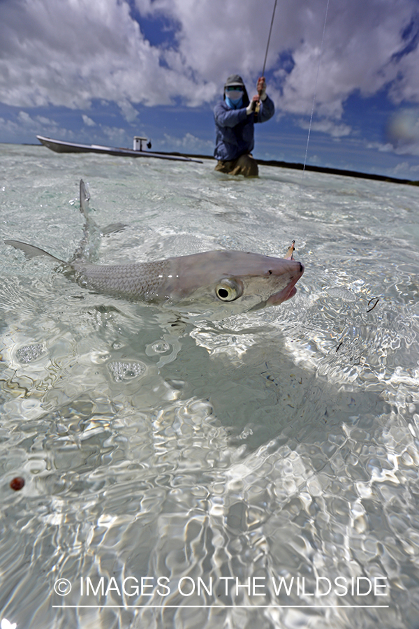 Flyfisherman fighting bonefish.