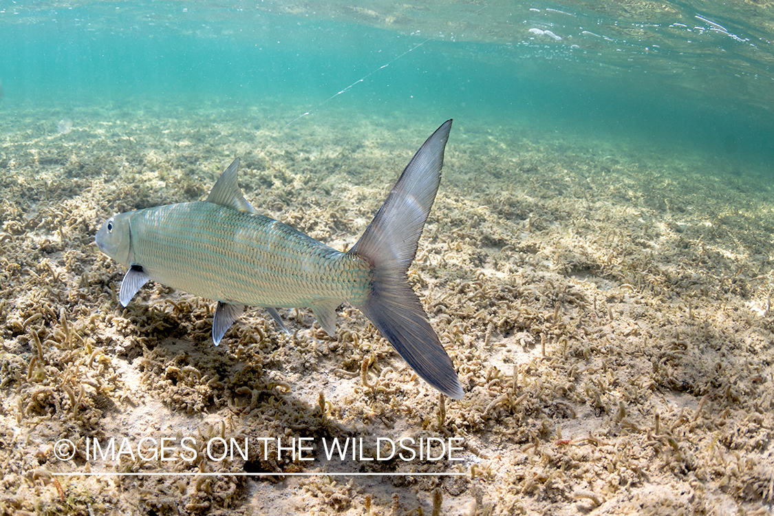 Flyfisherman releasing Bonefish.