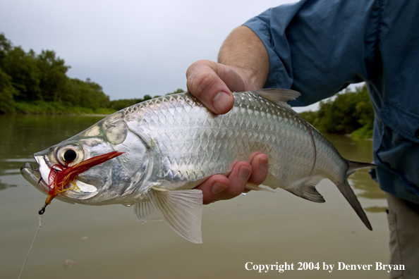 Flyfisherman w/tarpon 