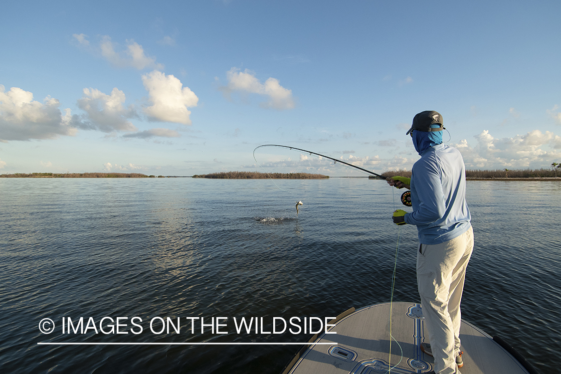 Flyfisherman landing tarpon on flats of Florida Keys.