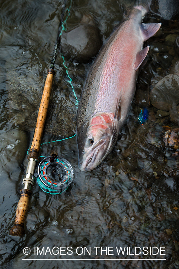 Steelhead fishing