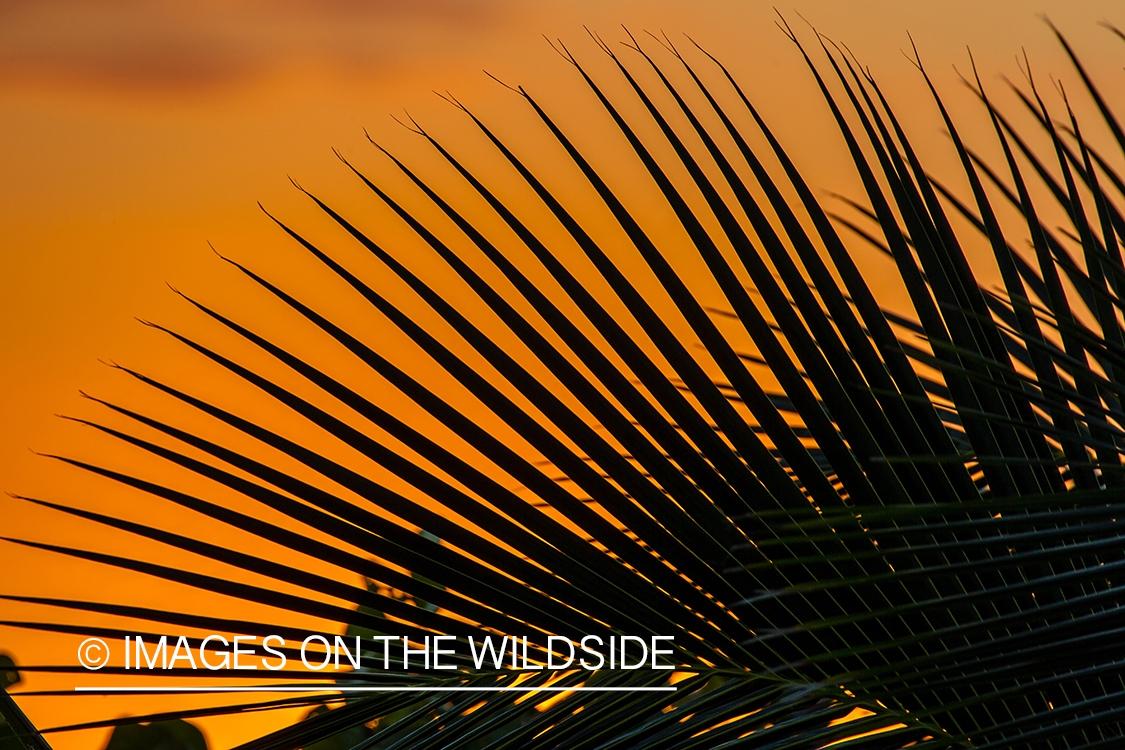 Fern at sunset.