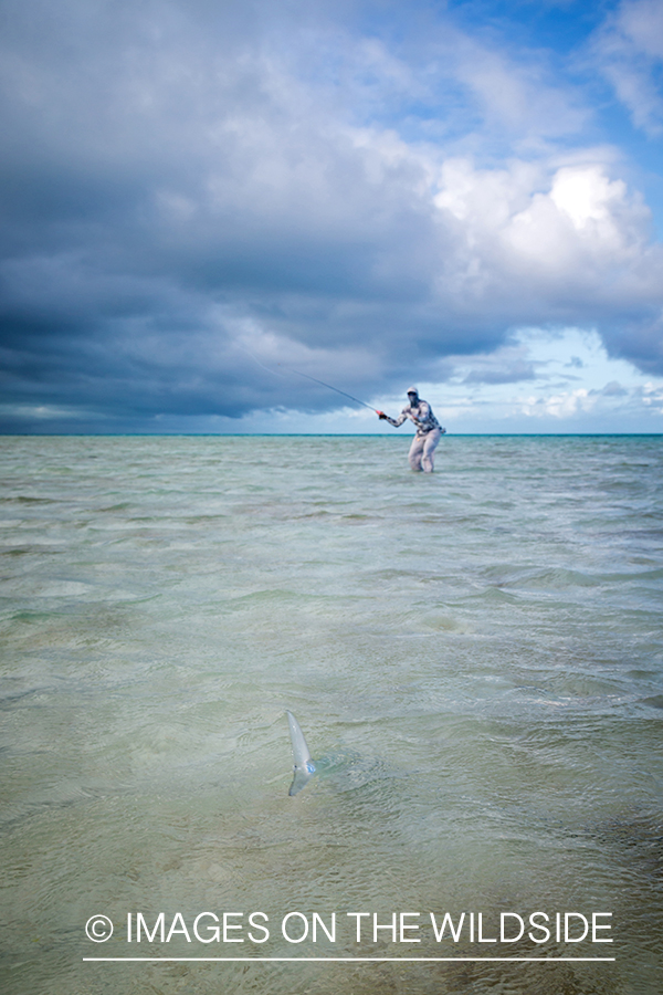 Flyfisherman casting to a tailing bonefish. 