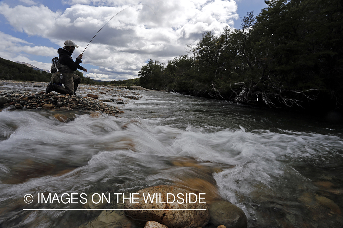 Flyfisherman fighting with trout.