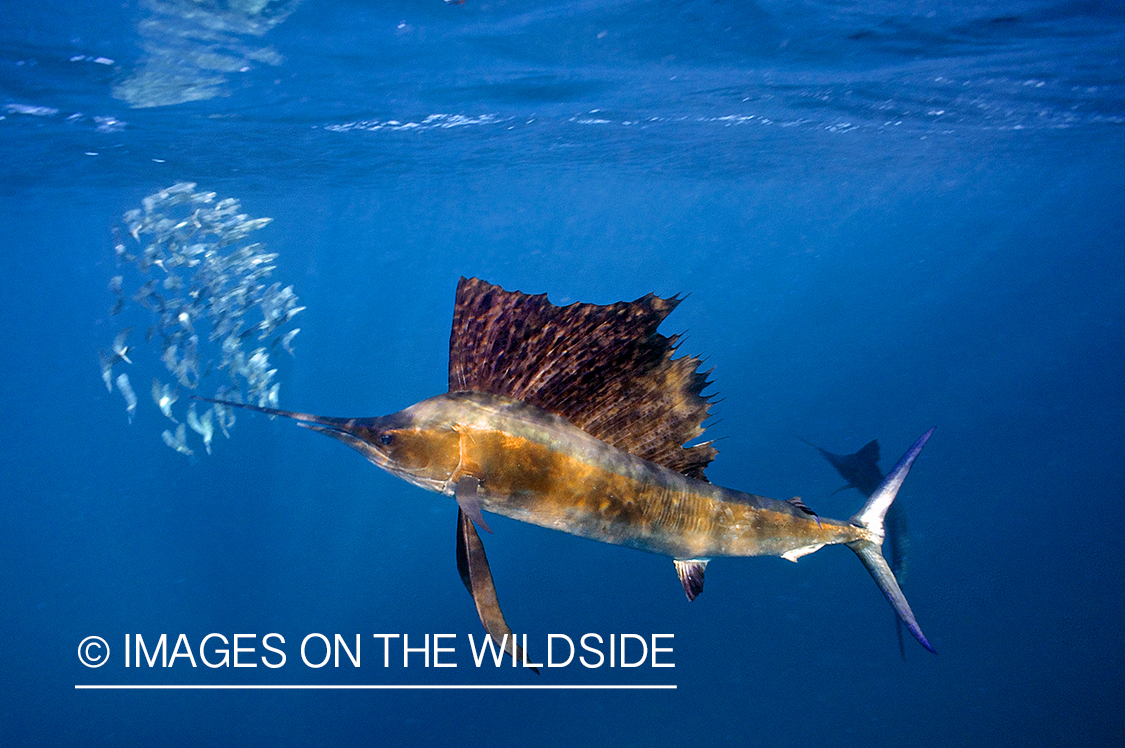 Atlantic sailfish hunting bait fish in open ocean.