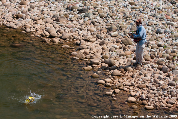 Flyfisherman with Golden Dorado