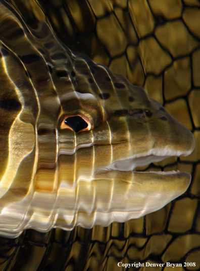 Brown Trout in habitat