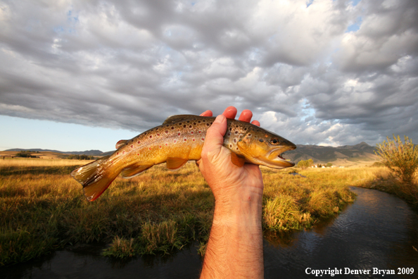 Flyfisherman with brown trout