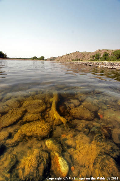 Brown trout in water. 