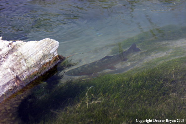 Rainbow Trout underwater 