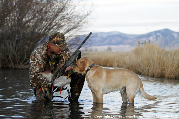 Duck hunter with bagged mallards and yellow labrador retriever. 