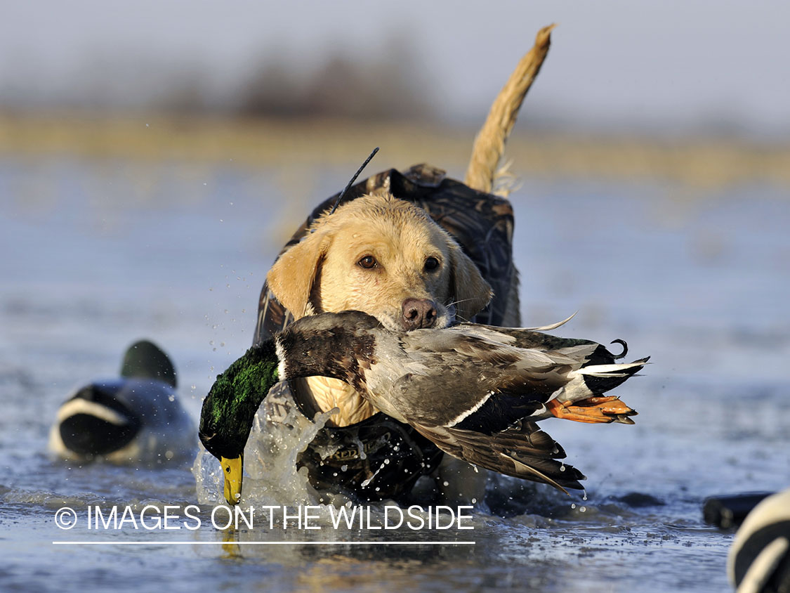 Yellow lab retrieving downed waterfowl.