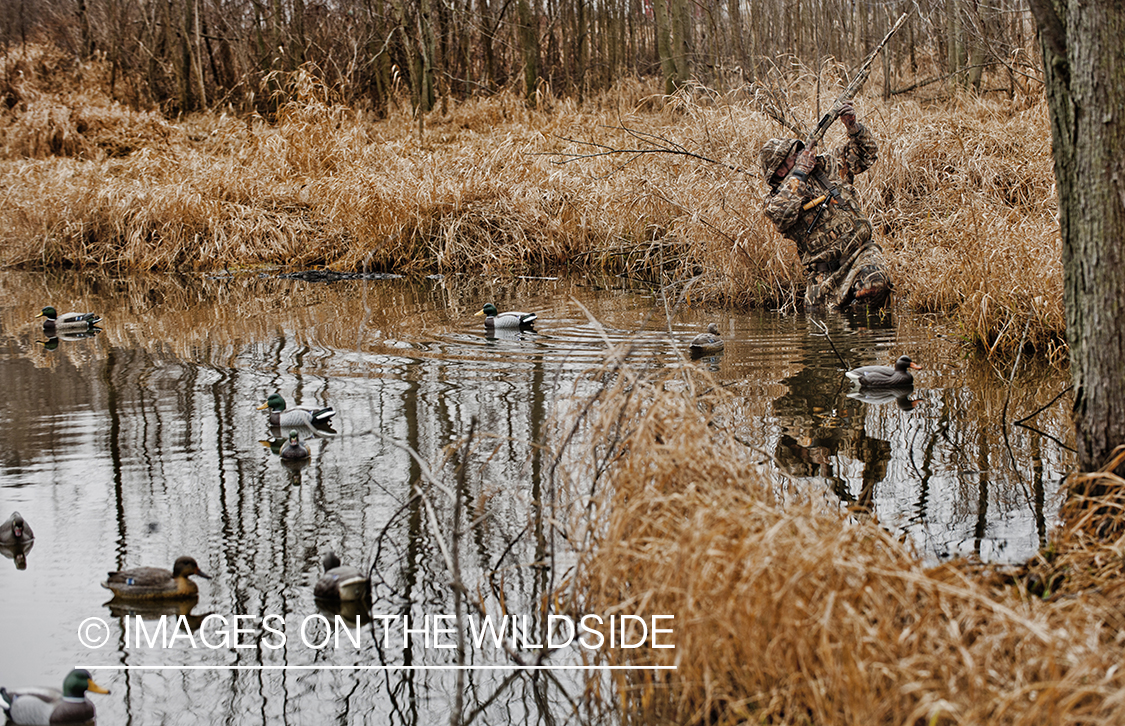 Waterfowl hunter taking aim in wetlands.