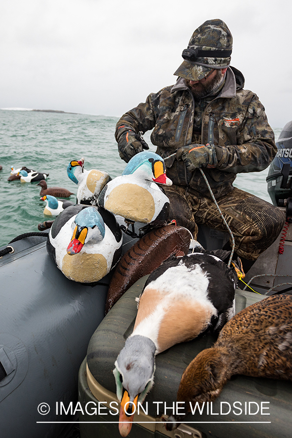 King Eider and Long-tailed duck hunting in Alaska, hunter pulling in King Eider decoys.