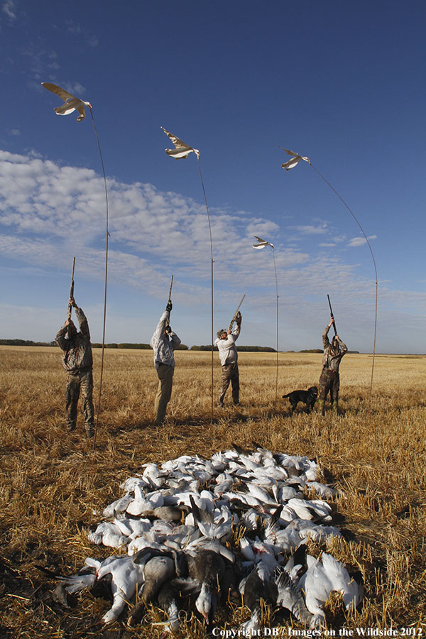 Snow goose hunters with bagged geese.