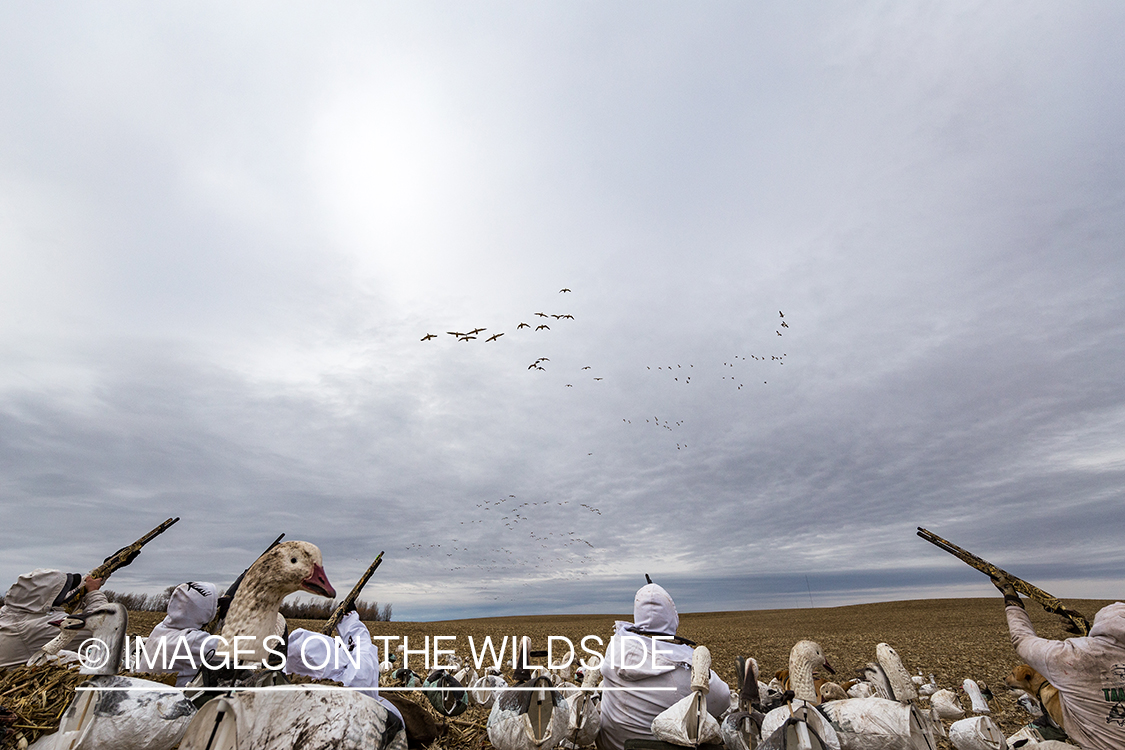 Hunters shooting geese.