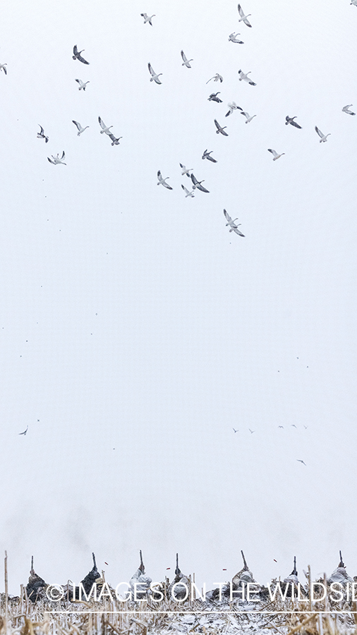 Hunters firing at snow geese.