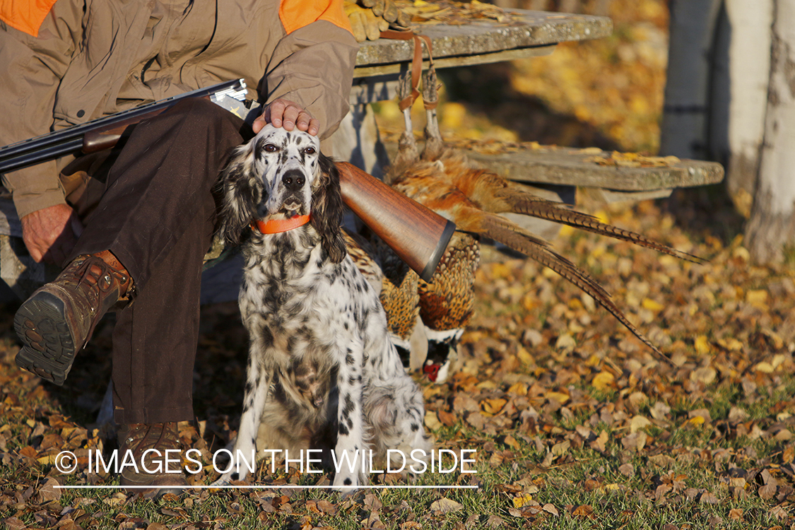 Hunter with English Setter in autumn.