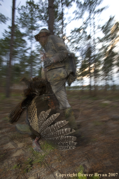 Turkey hunter in field with bagged bird