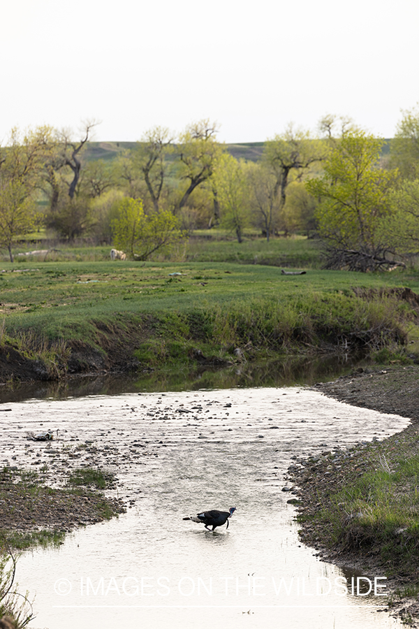 Merriam's turkey walking through creek.