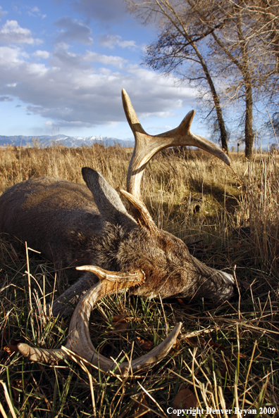 Hunter-Killed whitetail buck.