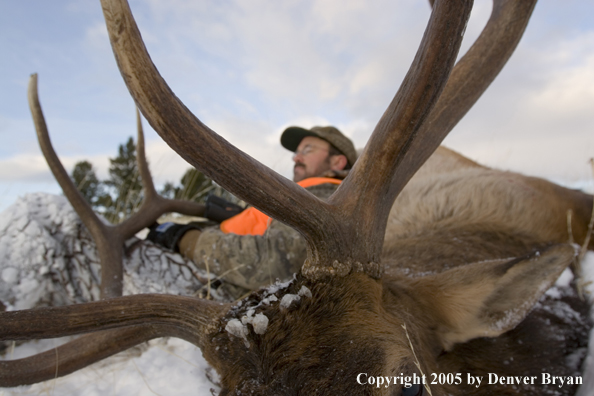 Elk hunter resting upon downed elk.