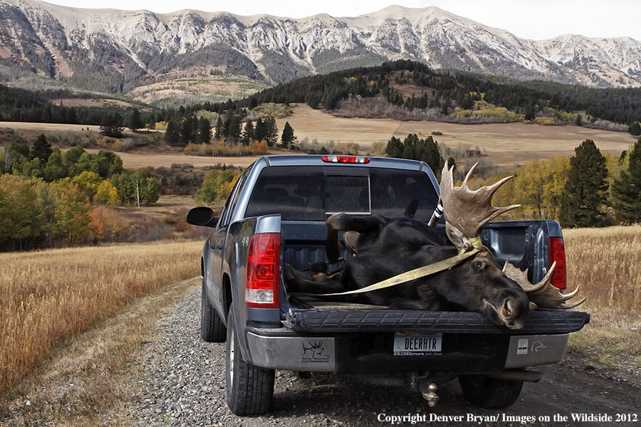 Downed bull moose in bed of truck.