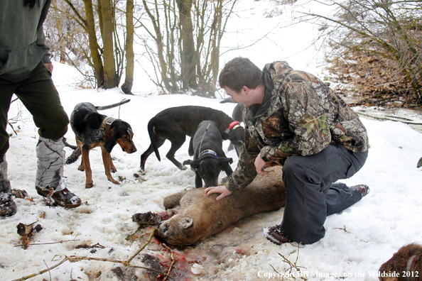 Hunter with dogs and bagged mountain lion. 