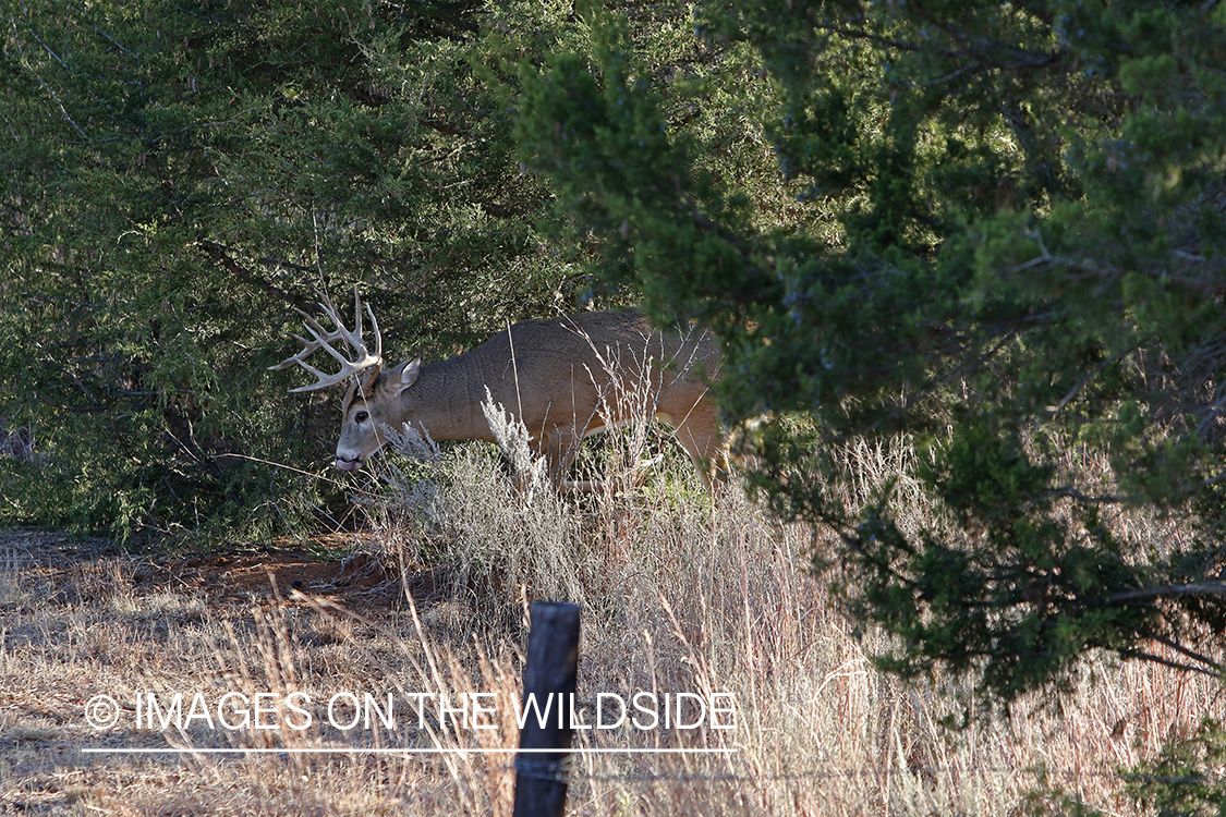 White-tailed buck in field.