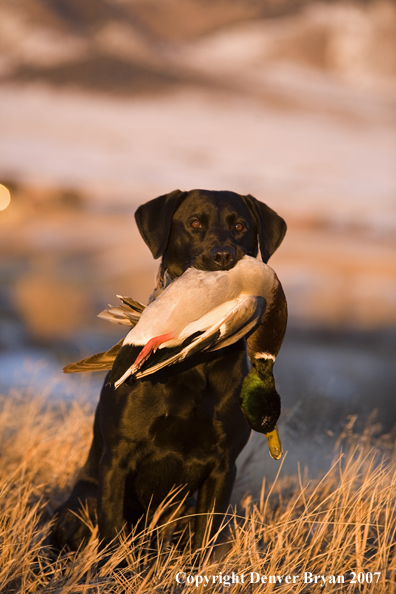 Black Labrador with retrieved Mallard