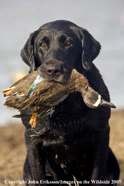 Black labrador Retriever with retrieved waterfowl