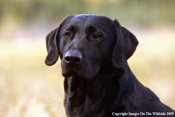 Black Labrador Retriever