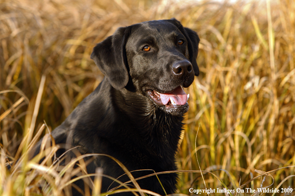 Black Labrador Retriever