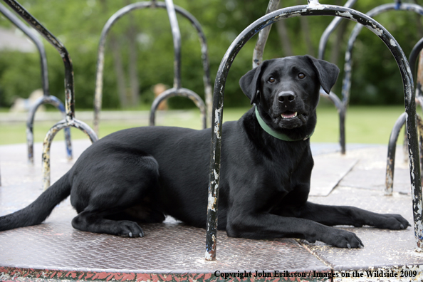 Black Labrador Retriever 