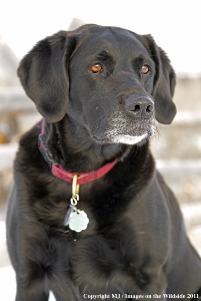 Black Labrador Retriever in winter. 