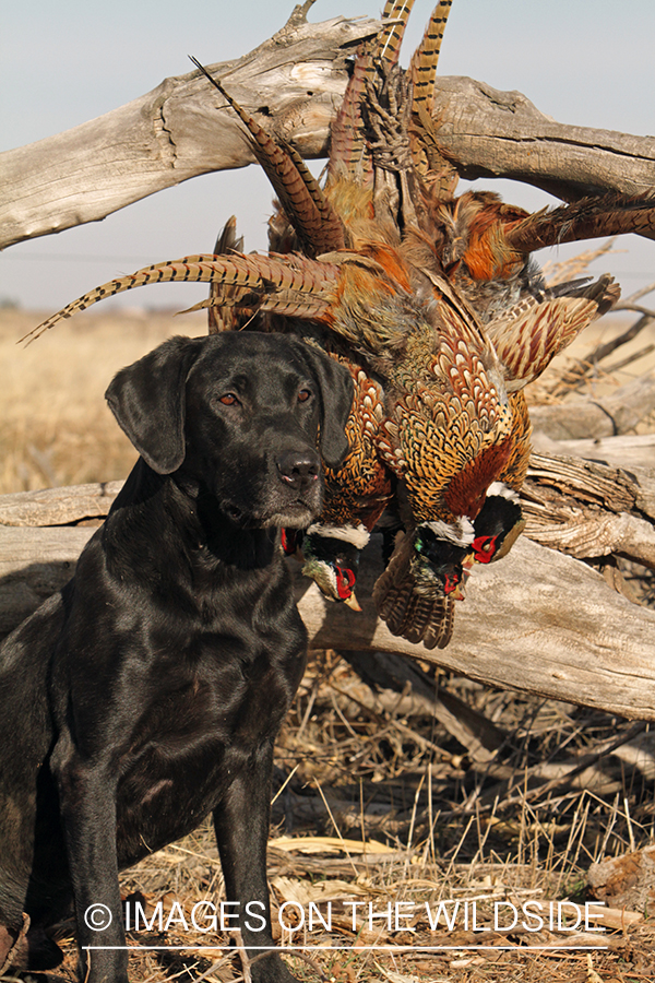 Black Labrador Retriever with downed pheasants.